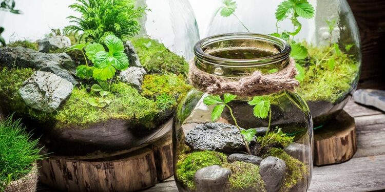 Quel animal peut vivre dans un terrarium ?