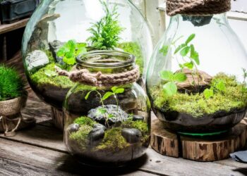 Quel animal peut vivre dans un terrarium ?