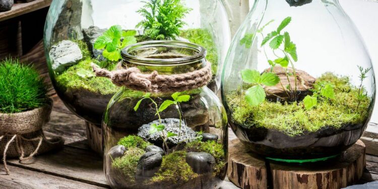Quel animal peut vivre dans un terrarium ?