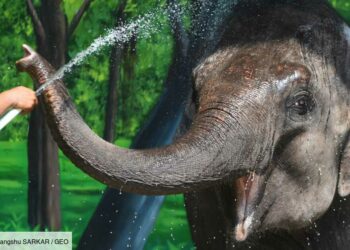 Quel animal pleure ?