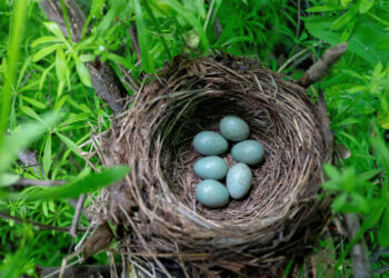 Quel animal pond un œuf bleu ?