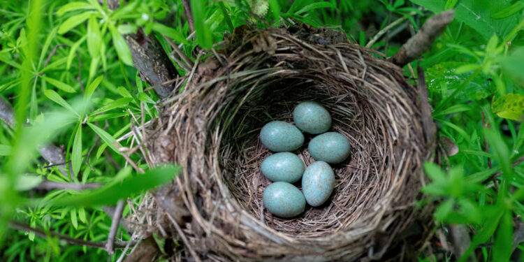 Quel animal pond un œuf bleu ?