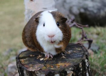 Quel animal pour tenir compagnie à un cochon d'Inde ?