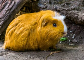 Quel animal ressemble à un gros rat ?