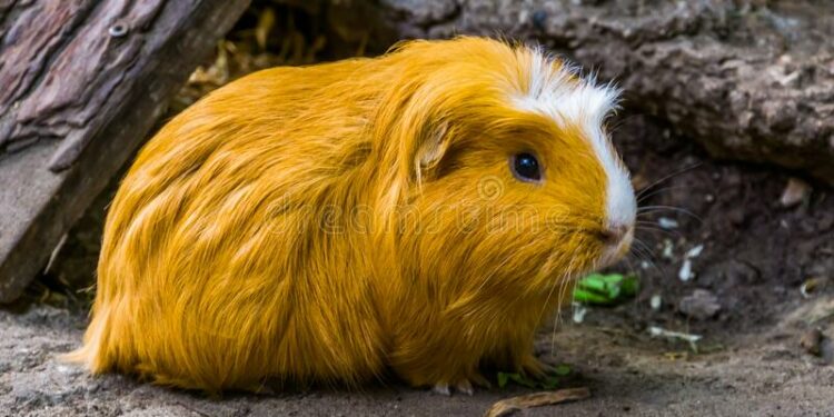 Quel animal ressemble à un gros rat ?