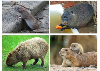 Quel animal ressemble à un gros rat ?