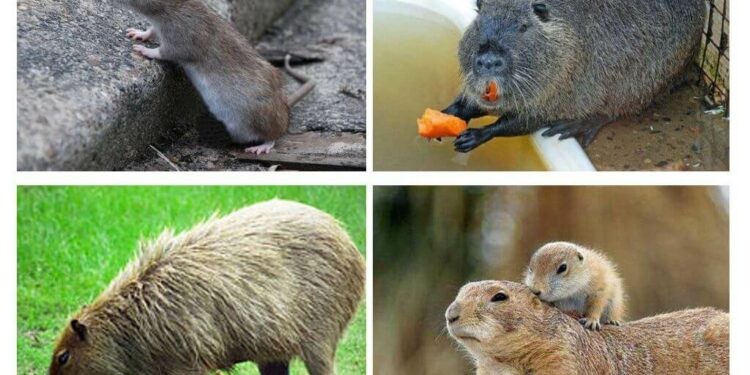 Quel animal ressemble à un gros rat ?