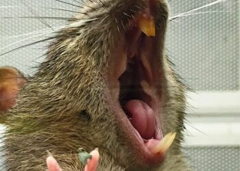 Quel animal ressemble à un gros rat ?