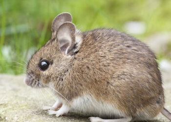 Quel animal ressemble à une souris ?