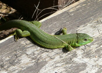 Quel animal ressemble au lézard ?