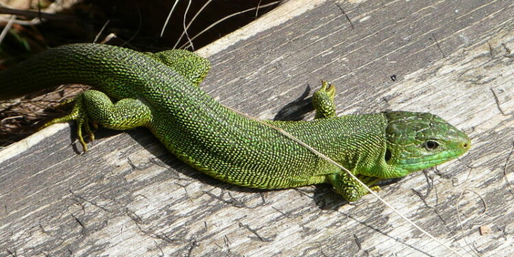 Quel animal ressemble au lézard ?