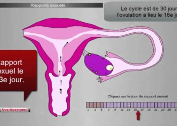 Quel animal reste en couple toute sa vie ?