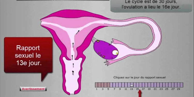 Quel animal reste en couple toute sa vie ?