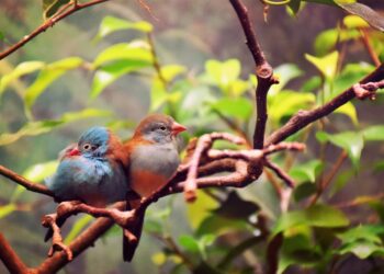Quel animal resté fidèle toute sa vie ?
