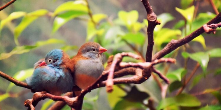 Quel animal resté fidèle toute sa vie ?