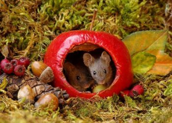 Quel animal ronge les pommes ?