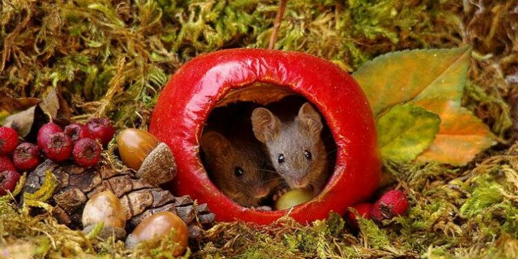 Quel animal ronge les pommes ?