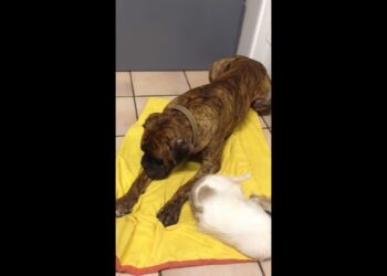 Quel animal symbolise l'amour maternel ?