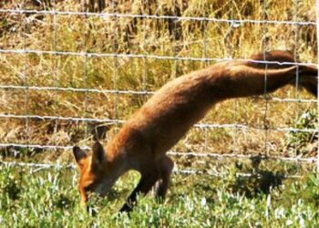 Quel animal tue les poules la nuit ?