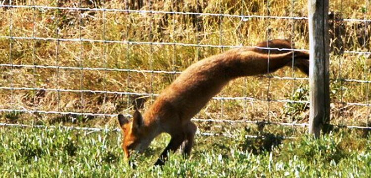 Quel animal tue les poules la nuit ?