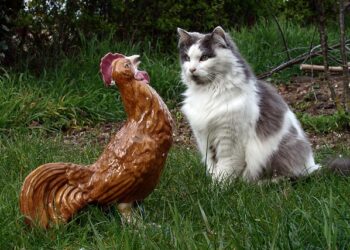 Quel animal tue les poules sans les manger ?