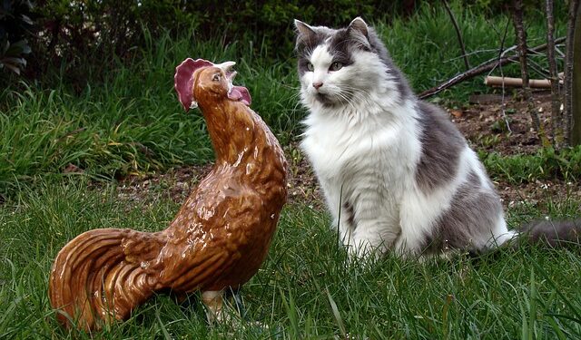 Quel animal tue les poules sans les manger ?