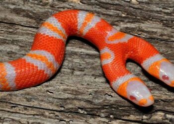 Quel animal tue les vipères ?