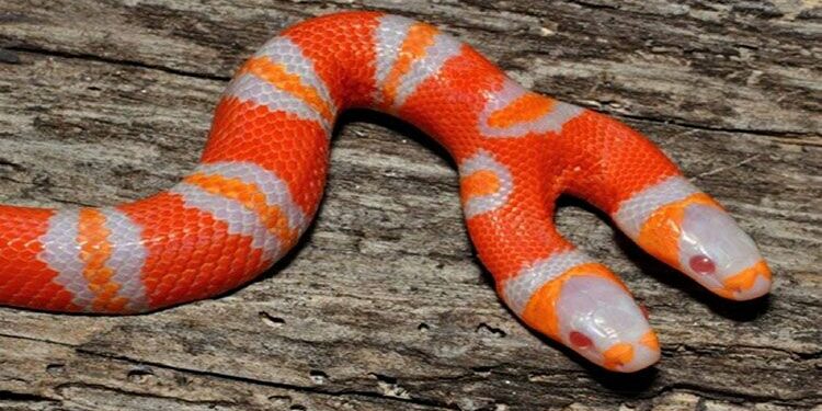 Quel animal tue les vipères ?