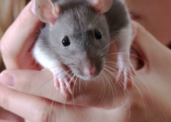 Quel animal utilise le plus son cerveau ?