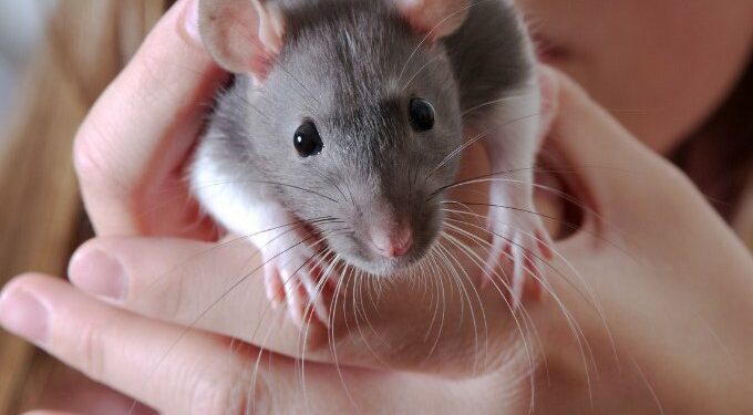 Quel animal utilise le plus son cerveau ?