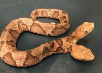 Quel animal vit 200 ans ?