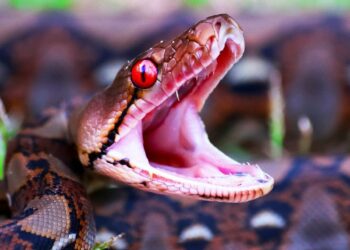 Quel animal vit 200 ans ?