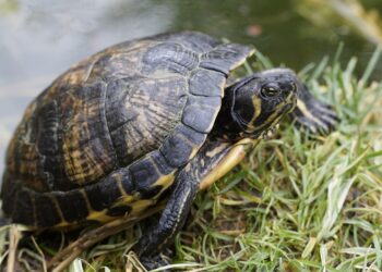 Quel animal vit 400 ans ?