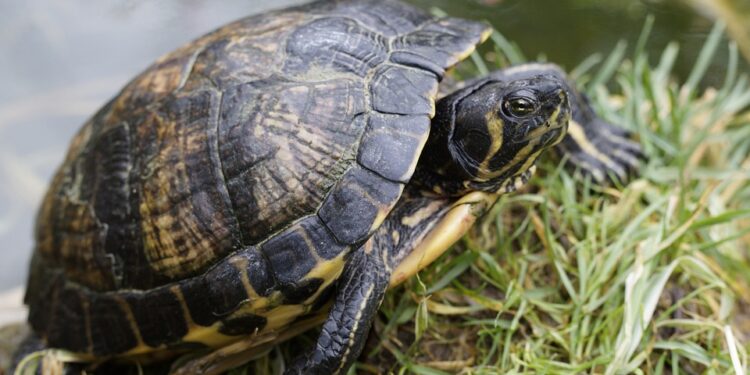 Quel animal vit 400 ans ?