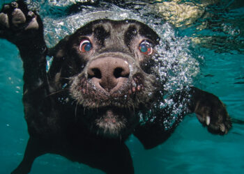 Quel animal vit dans l'eau douce ?