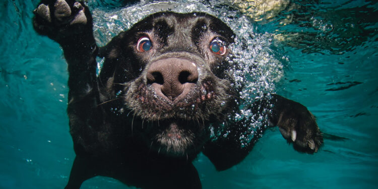 Quel animal vit dans l'eau douce ?