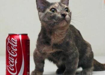 Quel animal volé des œufs ?