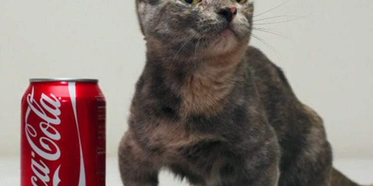 Quel animal volé des œufs ?