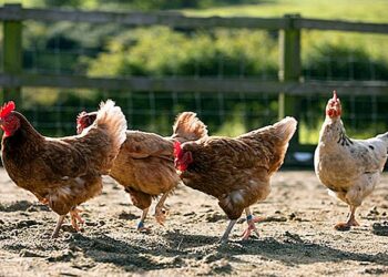 Quel antidouleur pour une poule ?