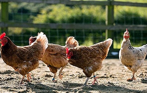 Quel antidouleur pour une poule ?