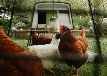 Quel antidouleur pour une poule ?