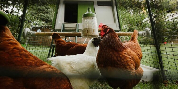 Quel antidouleur pour une poule ?