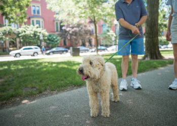 Quel appareil pour empêcher les chiens d'aboyer ?
