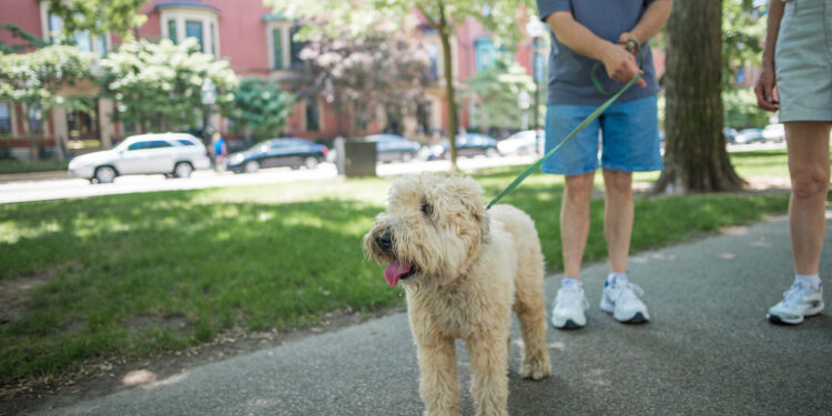 Quel appareil pour empêcher les chiens d'aboyer ?