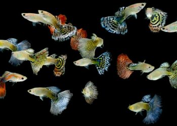 Quel aquarium pour 2 guppy ?