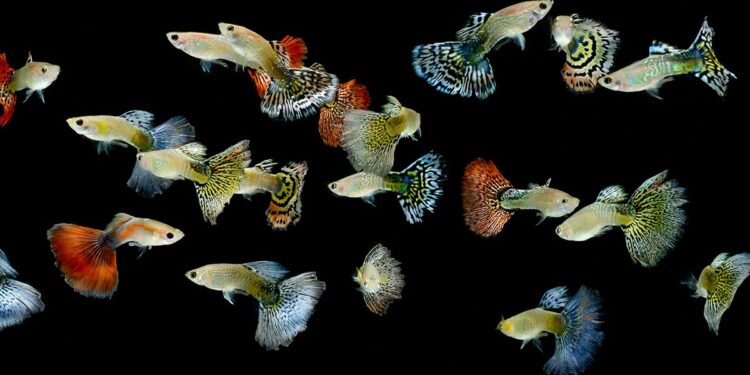 Quel aquarium pour 2 guppy ?