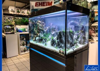 Quel aquarium pour 2 poissons ?