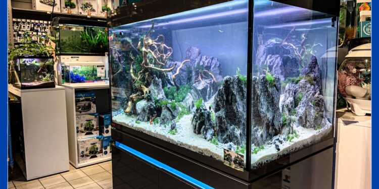 Quel aquarium pour 2 poissons ?