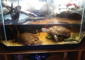 Quel aquarium pour 2 tortue d'eau ?