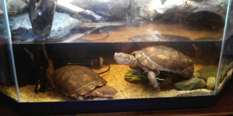 Quel aquarium pour 2 tortue d'eau ?